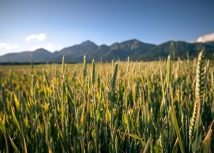 Oskar Zaplata Preddvor